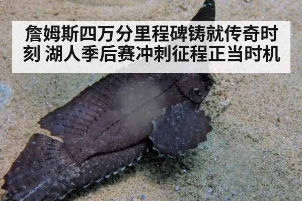 詹姆斯四万分里程碑铸就传奇时刻 湖人季后赛冲刺征程正当时机